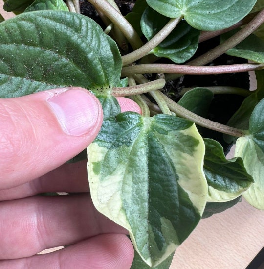 Variegated Peperomia Rana Verde - beautiful succulent - propagation leaf - cuttings
