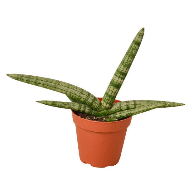 Sansevieria Cylindrica - Starfish Snake Plant - Beautiful Plant