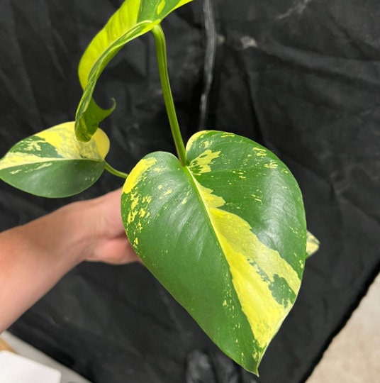 Monstera deliciosa Aurea - Monstera Aurea- Rare Plant
