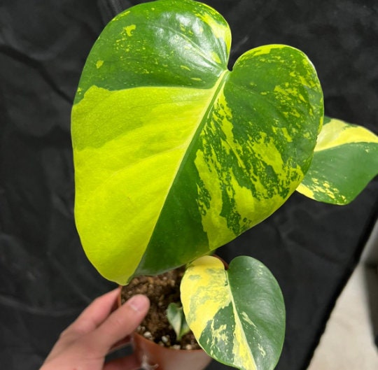 Monstera deliciosa Electro-light variegata - Monstera Aurea- Rare Plant - Beautiful Plant