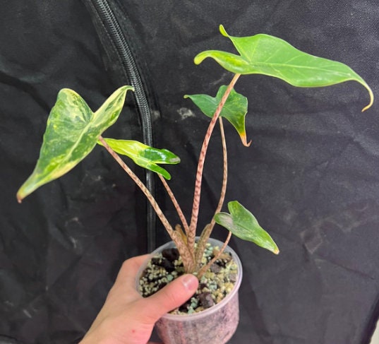 Aocasia Zebrina Variegata - Rare Plant - Beautiful Plant