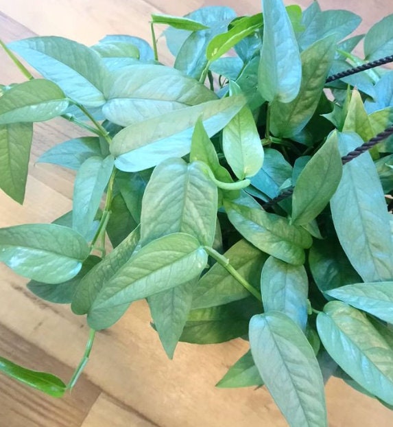 Cebu Blue Pathos - Rare Plant - Beautiful Plant - Cuttings