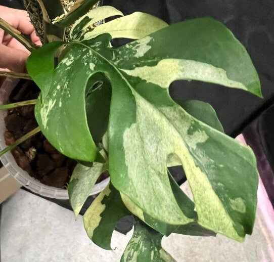 Rapidophora Tetrasperma Variegata - Variegated Monstera Minima - Rare Plants - Monstera Cuttings - Propagation Nodes