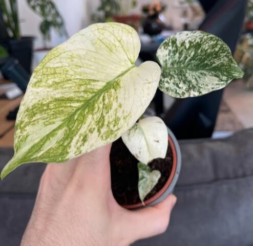 Monstera deliciosa Mint Variegata - Monstera Mint - Rare Plant - Beautiful Plant