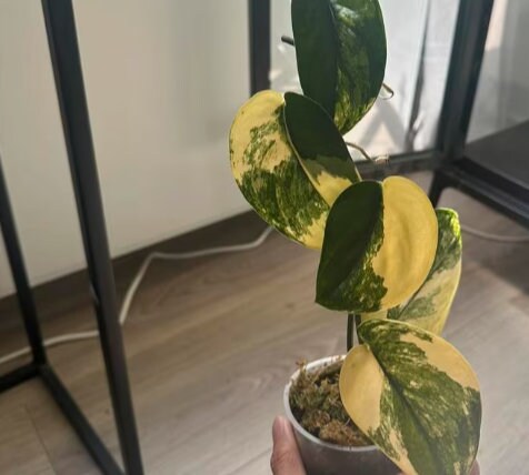 Scindapsus Jade Satin Variegata - Variegated Scindapsus - Rare Plants - Monstera Cuttings - Propagation Nodes