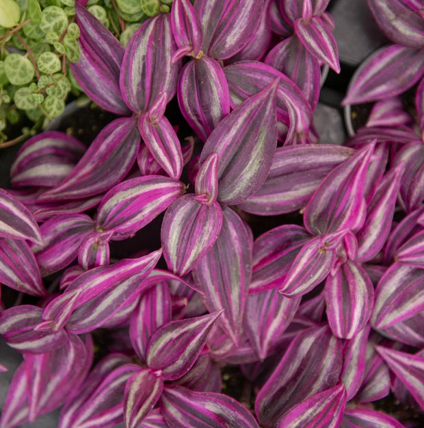 Tradescantia Pink Paradise - beautiful plant - rare plant - pink, white and green plant