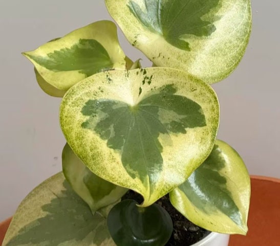 Peperomia Raindrop Variegata - beautiful succulent - propagation leaf - cuttings