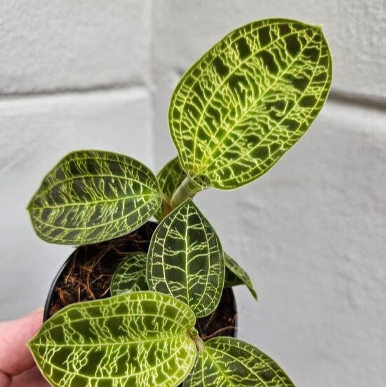 Jewel Orchid Macodes Petola - Rare Plant - Beautiful Plant - Cuttings