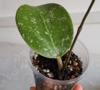 Hoya Verticillata Splash - succulent plant - 1 Leaf with node