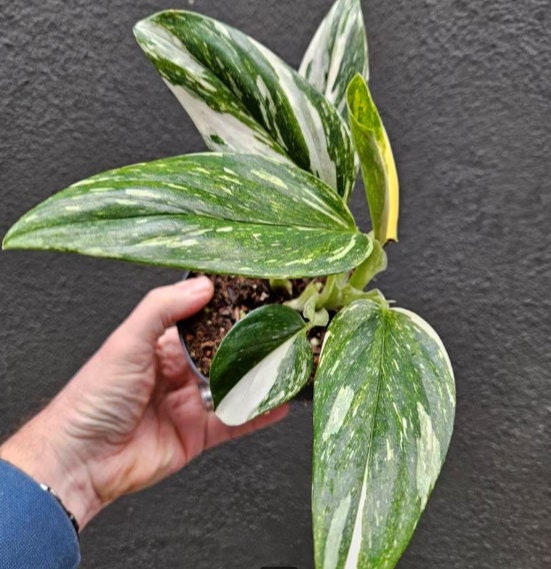 Monstera Standleyana Stardust - Variegated Monstera - Rare Plants - Monstera Cuttings - Propagation Nodes