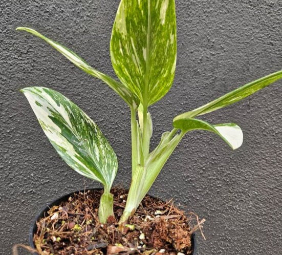 Monstera Standleyana Stardust - Variegated Monstera - Rare Plants - Monstera Cuttings - Propagation Nodes