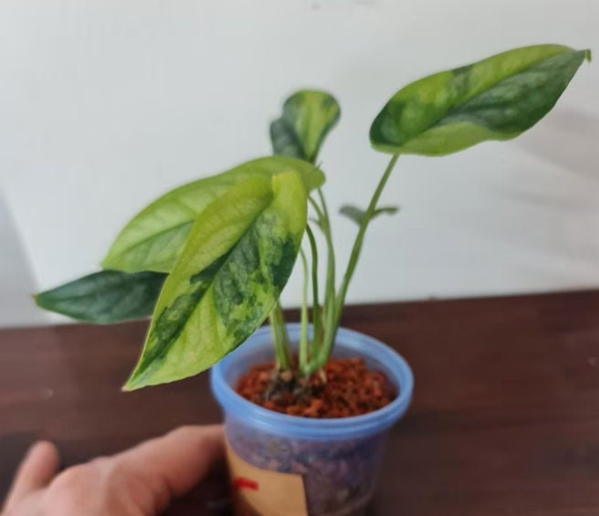 Monstera Siltepecana Aurea - Rare Plants - Monstera Cuttings - Propagation Nodes