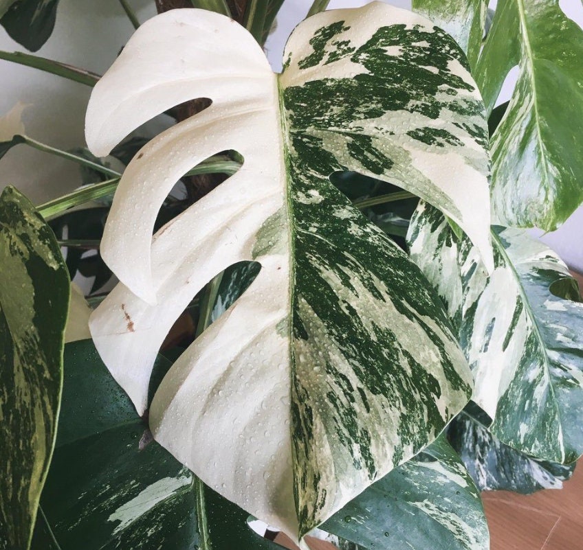 Monstera Deliciosa Albo Variegated - Variegated Monstera - Rare Plants - Monstera Cuttings - Propagation Nodes