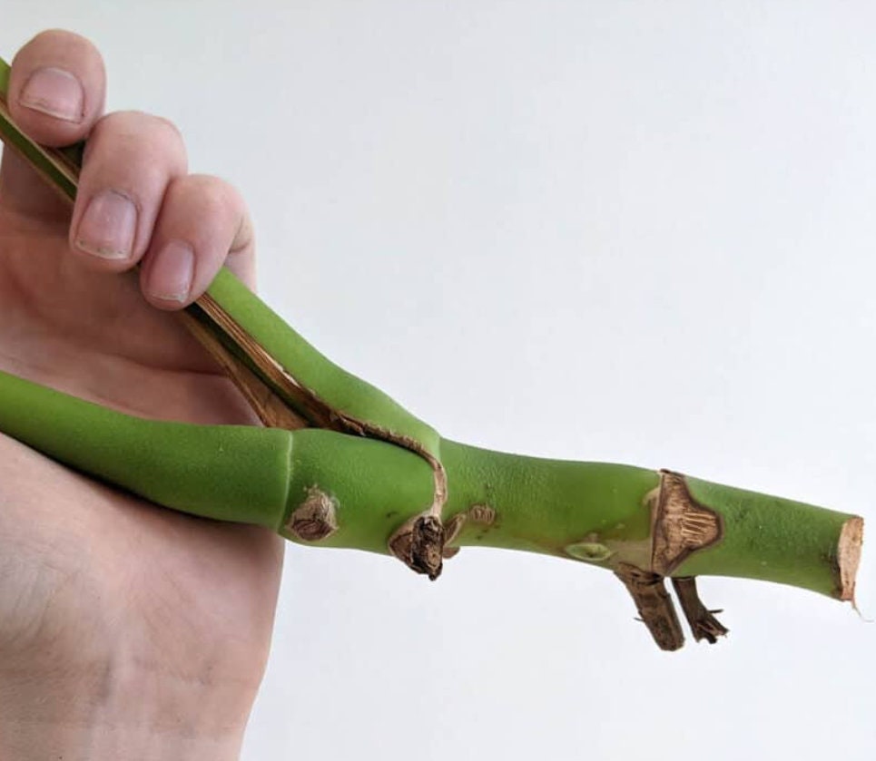 Monstera Deliciosa Albo Variegated - Variegated Monstera - Rare Plants - Monstera Cuttings - Propagation Nodes