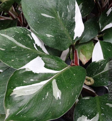 white knight philodendron propagation Philodendron White Knight - Rare Plant - Beautiful Plant