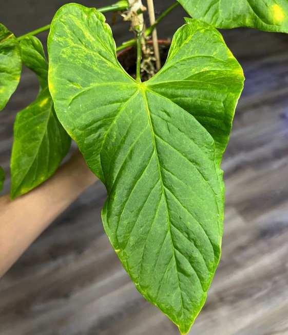 Anthurium Balaoanum Variegated - Rare Plant - Beautiful Plant - Cuttings