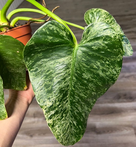 Philodendron Giganteum Marble Blizzard Bont - Rare Plant - Beautiful Plant