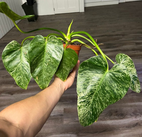 Philodendron Giganteum Marble Blizzard Bont - Rare Plant - Beautiful Plant