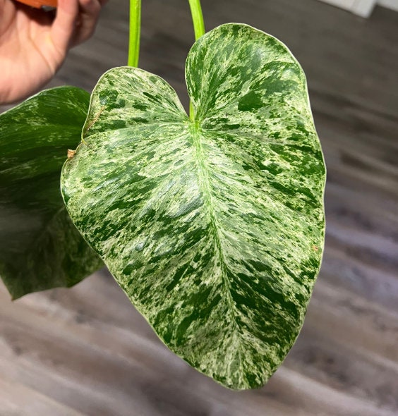 Philodendron Giganteum Marble Blizzard Bont - Rare Plant - Beautiful Plant