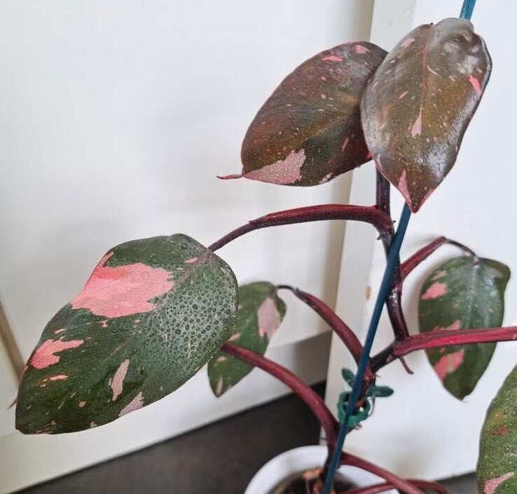 Philodendron Pink Princess - Rare Plant - Beautiful Plant - Cuttings