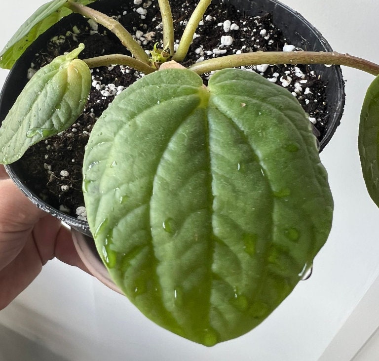 Peperomia Rana Verde - beautiful succulent - propagation leaf - cuttings