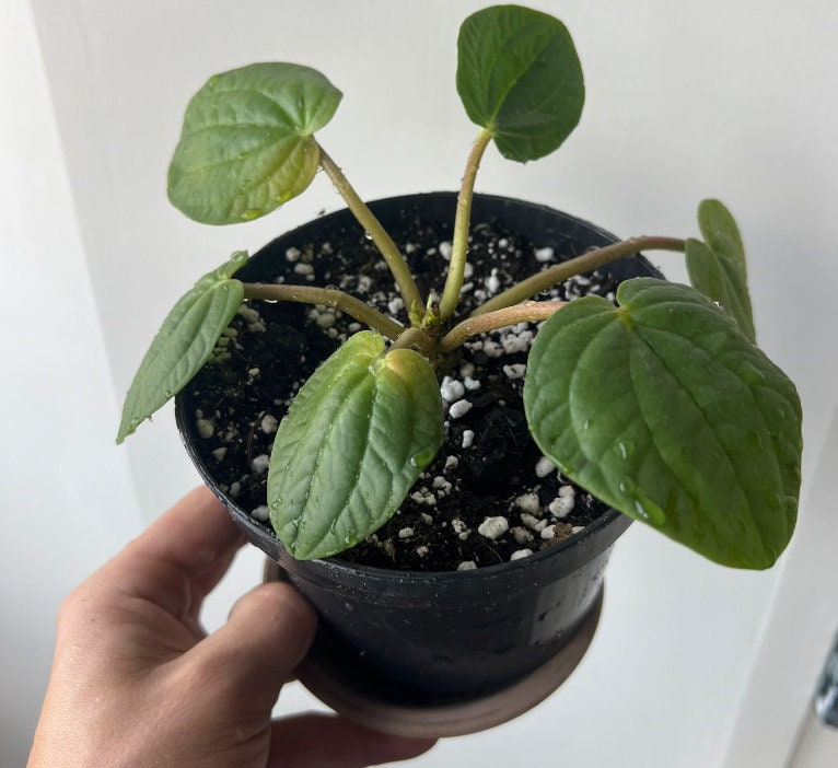 Peperomia Rana Verde - beautiful succulent - propagation leaf - cuttings
