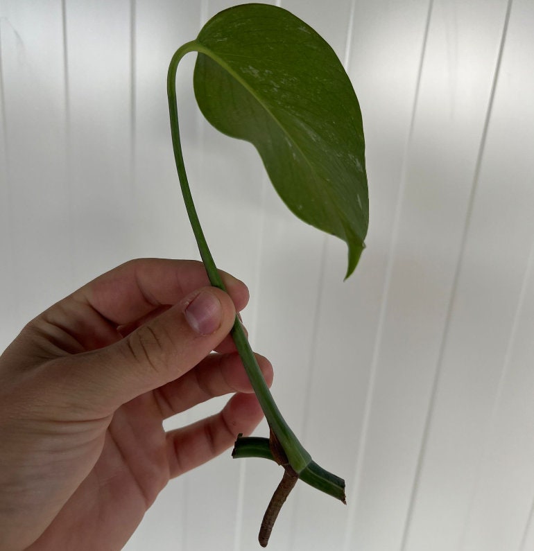 albo monstera node Monstera Deliciosa Albo Variegated - Variegated Monstera