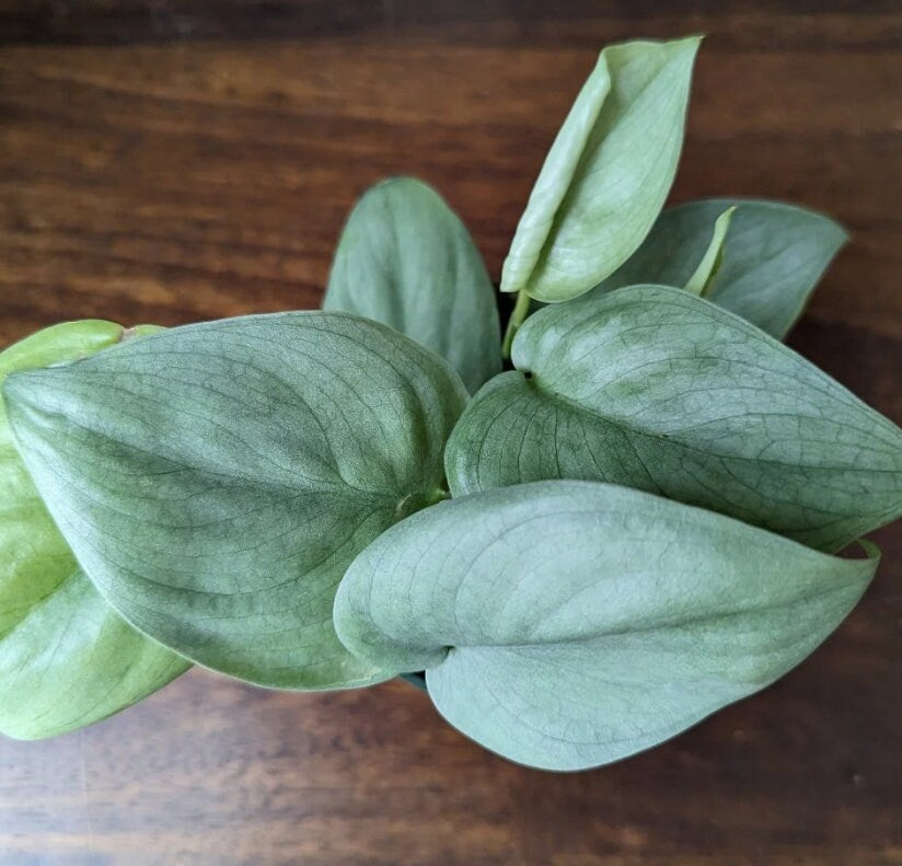 Scindapsus Silver Hero - Rare Plant - Beautiful Plant - Cuttings