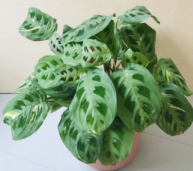 Maranta Leuconeura Fascinator Variegata- Rare Plant - Beautiful Plant - Cuttings