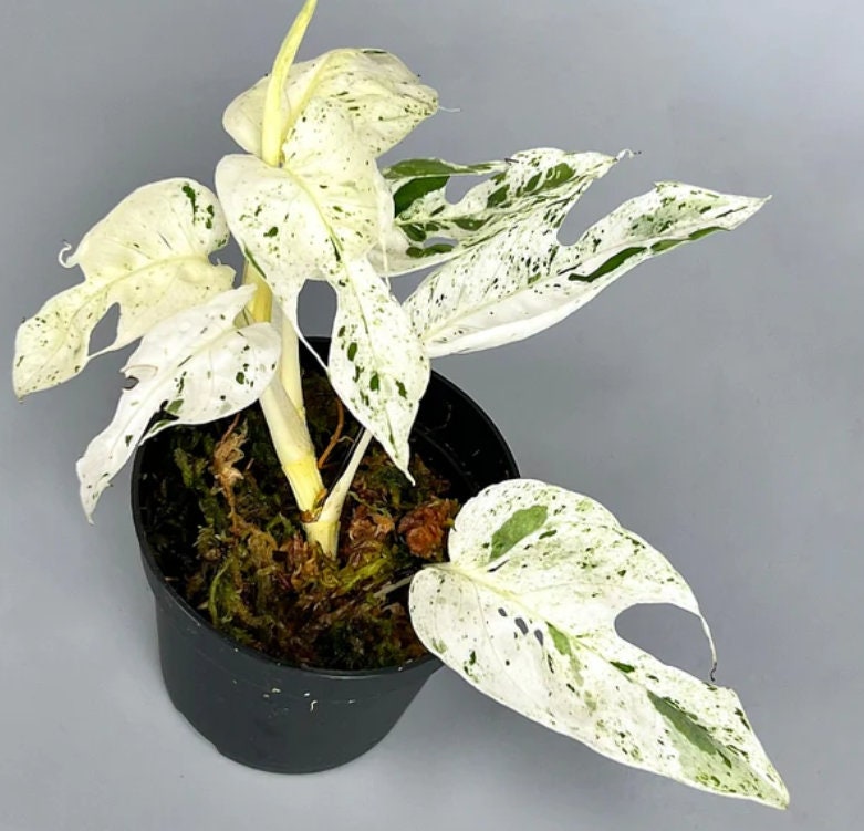 Epipremnum Pinnatum Marble Variegata - Rare Plant - Beautiful Plant - Cuttings