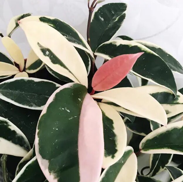 Hoya Carnosa Krimson Queen - succulent plant - 1 Leaf with node