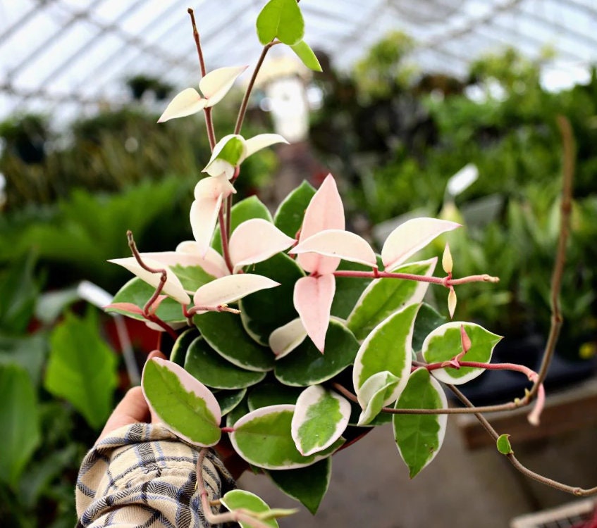 Hoya Carnosa Krimson Queen - succulent plant - 1 Leaf with node