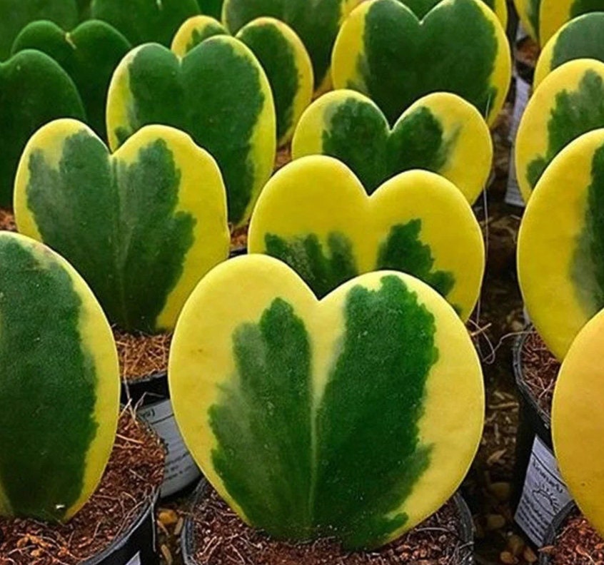 Hoya Kerrii Variegata - heart plant - succulent plant in the shape of a heart - 1 Leaf with node