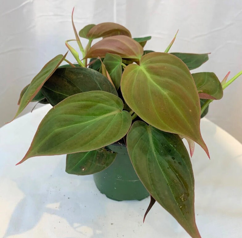 Philodendron Scandens Micans - Rare Plant - Beautiful Plant - Cuttings