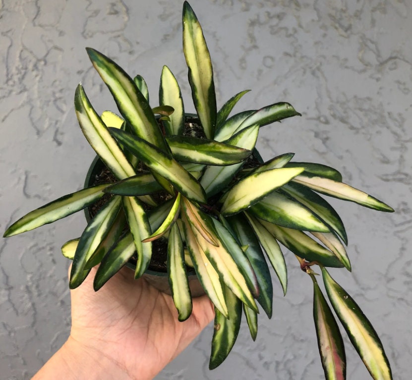 Hoya Wayetti Variegata - succulent plant - 1 Leaf with node