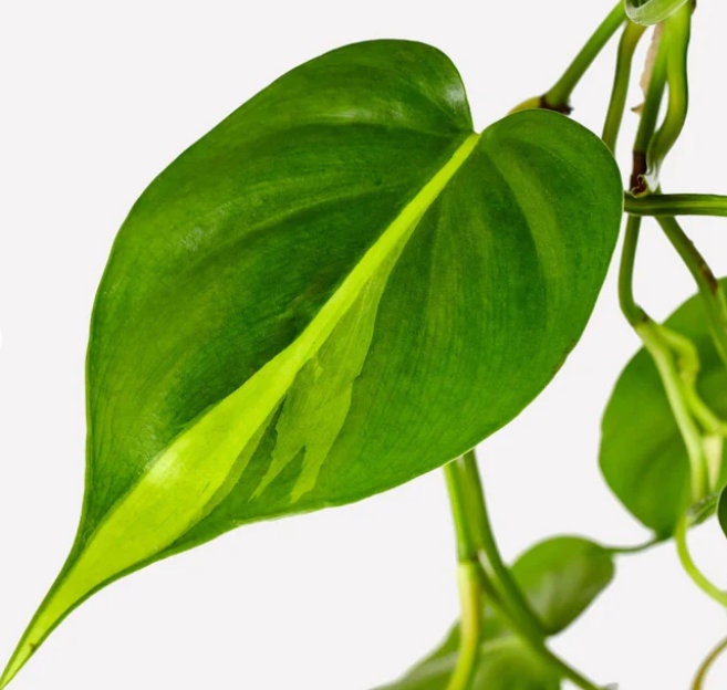 Philodendron Scandens Brasil - Rare Plant - Beautiful Plant - Cuttings