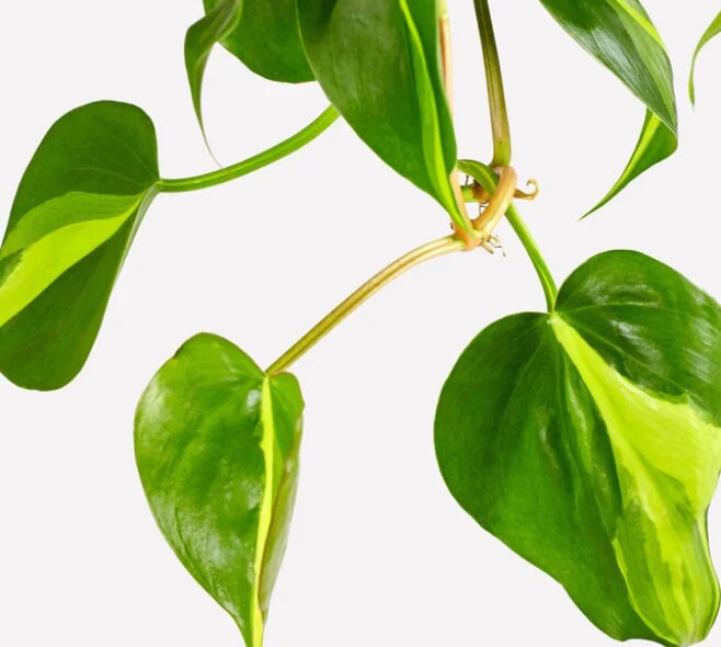 Philodendron Scandens Brasil - Rare Plant - Beautiful Plant - Cuttings