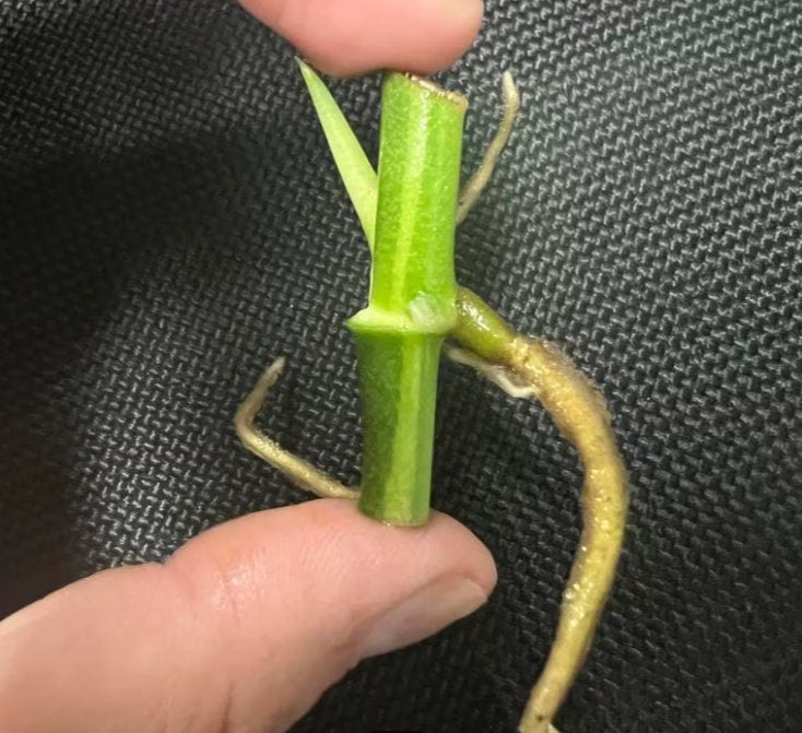 Monstera Adansonii Albo Variegated - Variegated Monstera - Rare Plants - Monstera Cuttings - Propagation Nodes