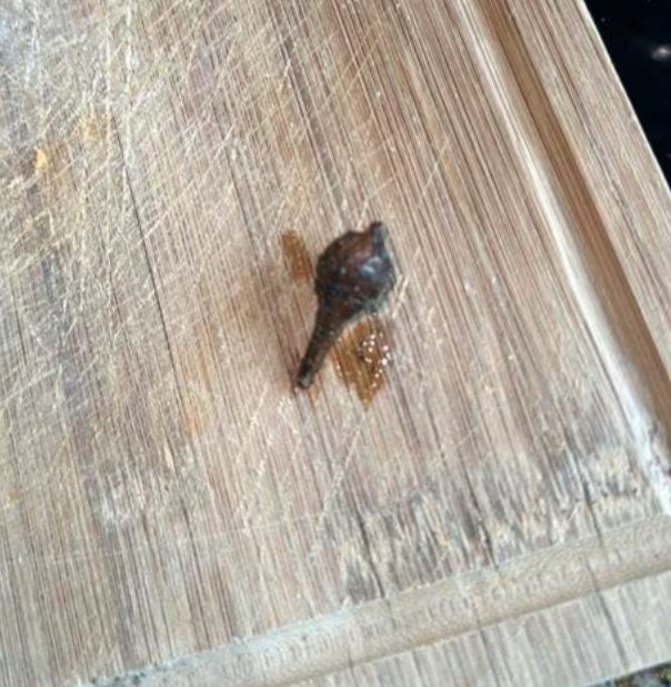 Alocasia Silver Dragon Variegata - Rare Plant - Beautiful Plant