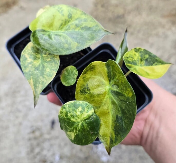 Alocasia Wentii variegata - Rare Plant - Bulbs