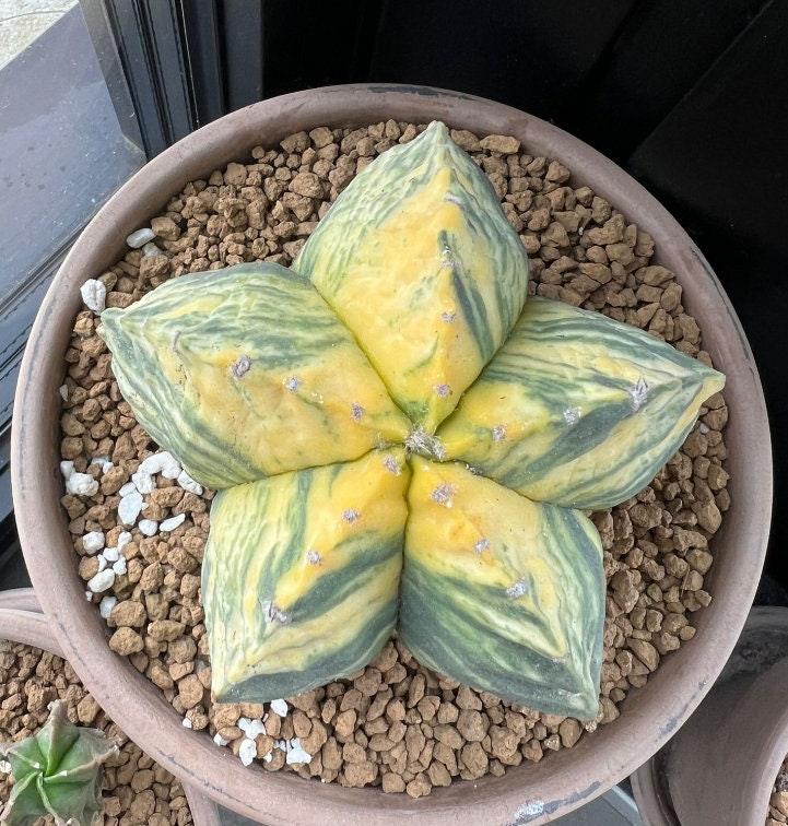 Astrophytum myriostigma Succulent plant cactus variegated Plant