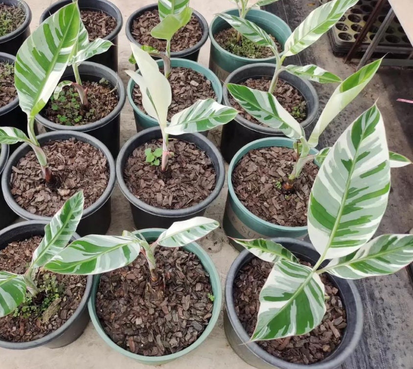 Musa Florida Variegata - Variegated Banana Plant - Rare Plant