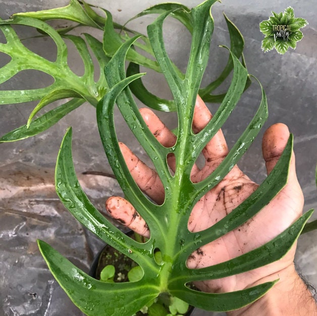 Monstera Burle Marx Flame - Rare Monstera - Rare Plants - Monstera Cuttings - Propagation Nodes