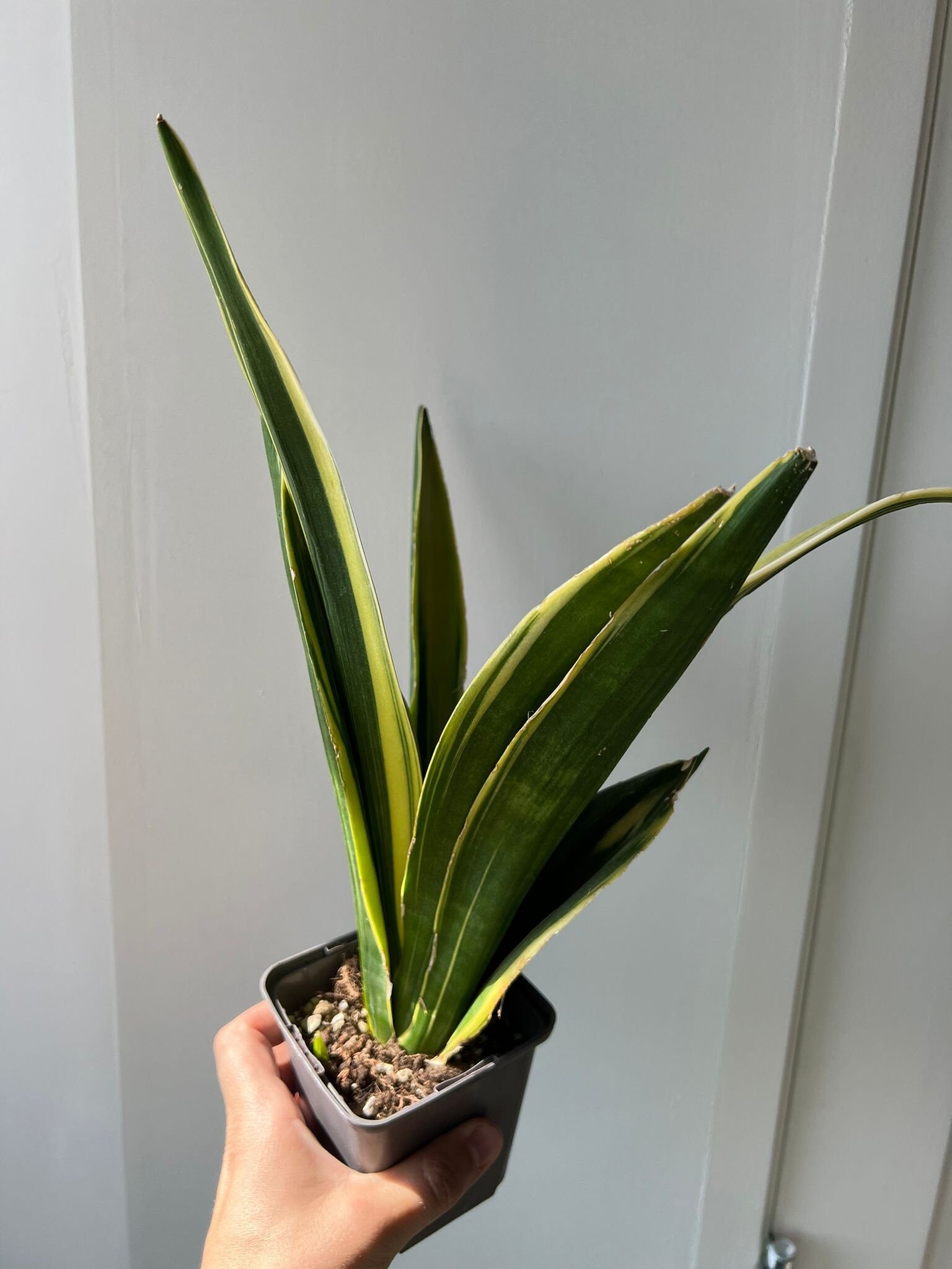 Sanseveria Golden Flame - Succulent plant - Variegated Plant