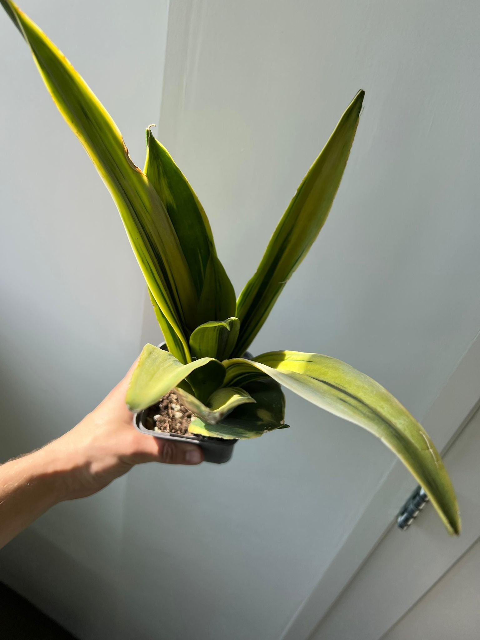 Sanseveria Golden Flame - Succulent plant - Variegated Plant