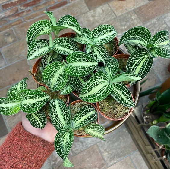 Jewel Orchid Anoectochilus white center - Rare Plant - Beautiful Plant - Cuttings