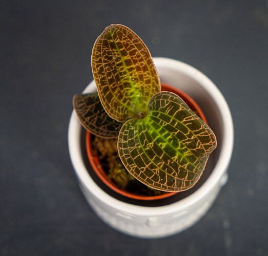 Jewel Orchid Macodes Petola Gold - Rare Plant - Beautiful Plant - Cuttings