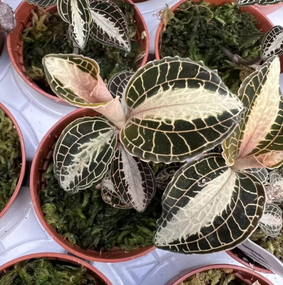 Jewel Orchid Anoectochilus Roxbourghii - Rare Plant - Beautiful Plant - Cuttings