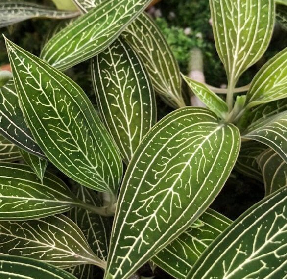 Jewel Orchid Ludisia Discolor Alba - Rare Plant - Beautiful Plant - Cuttings