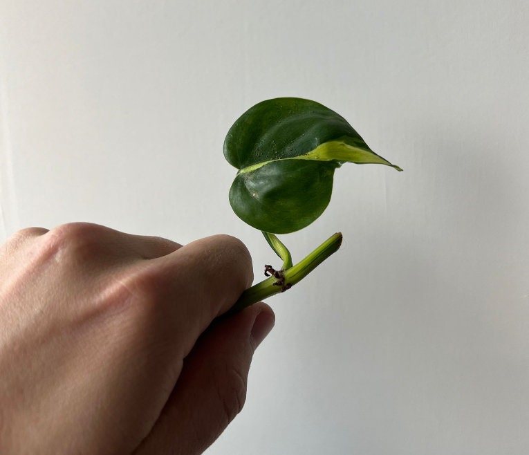 Philodendron Cream Splash - Rare Plant - Beautiful Plant - Cuttings